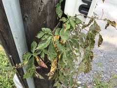 Phyllosticta parthenocissi