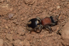 Ronisia brutia