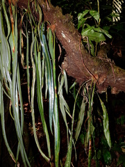 Elaphoglossum herminieri