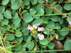 Leptodesmia bojeriana