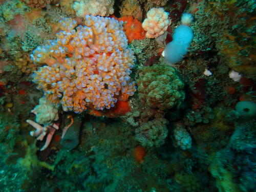Pycnoclavella narcissus