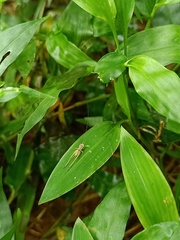 Orthoptera