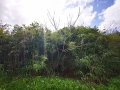 Juglans ailantifolia