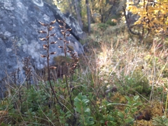 Pedicularis lapponica