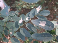 Parectopa robiniella