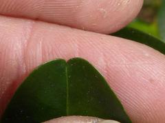 Erythroxylum emarginatum