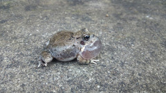 Tomopterna kachowskii