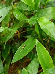 Orthoptera