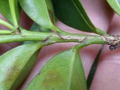 Erythroxylum emarginatum