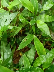 Orthoptera