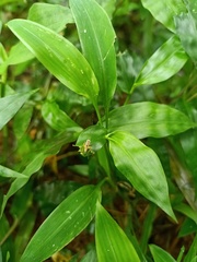 Orthoptera
