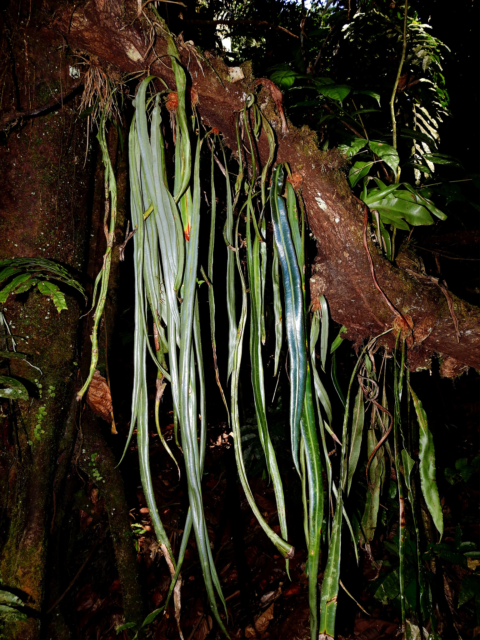 Elaphoglossum herminieri