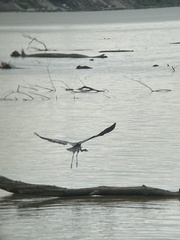 Ardea herodias herodias