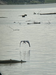 Ardea herodias herodias