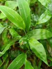 Orthoptera