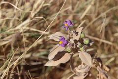 Solanum esuriale