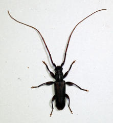 Pelossus
