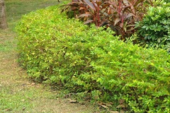 Duranta serratifolia