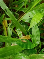 Orthoptera