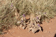 Solanum esuriale