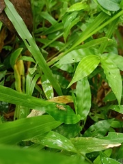 Orthoptera