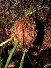 Elaphoglossum herminieri