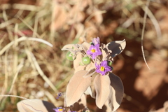 Solanum esuriale