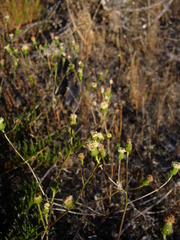 Senecio paniculatus