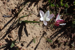 Hesperantha cucullata
