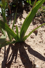 Hesperantha cucullata