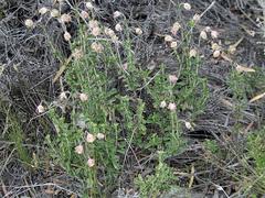 Hermannia concinnifolia
