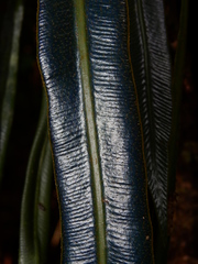 Elaphoglossum herminieri