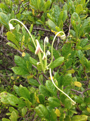 Ajugoideae