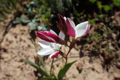 Hesperantha cucullata