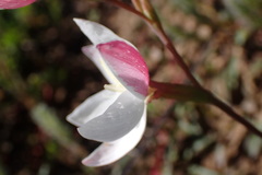 Hesperantha cucullata
