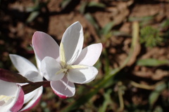 Hesperantha cucullata