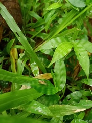 Orthoptera