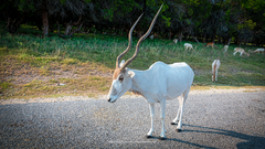 Addax nasomaculatus