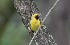 Ploceus castanops