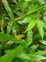 Orthoptera