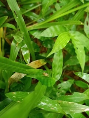 Orthoptera