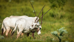 Oryx