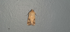Heliothis scutuligera