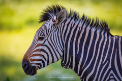 Equus zebra