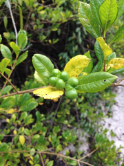 Ajugoideae