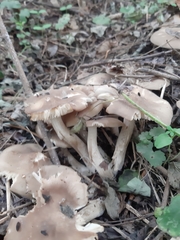 Fungi