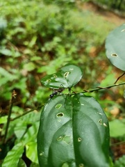 Pterygota