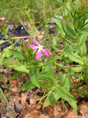 Catharanthus trichophyllus