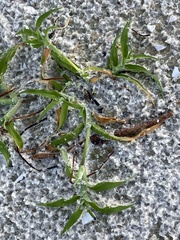 Digitaria longiflora