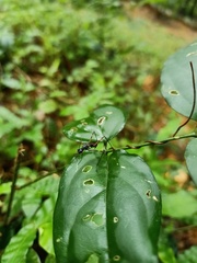 Pterygota